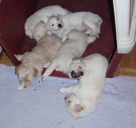 Puppies3weeksold.jpg