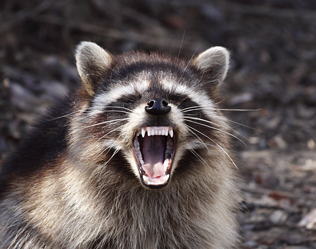 raccoon.jpg