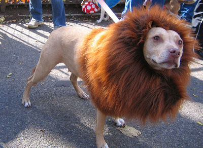 14-amazing-ridiculous-dog-costumes-14.jpg