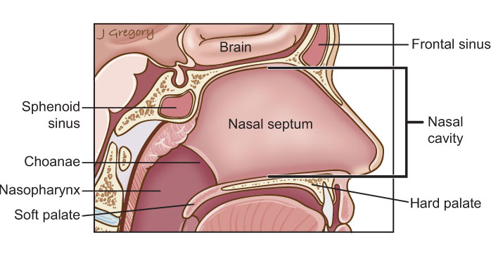 43_nasalcavity1.jpg