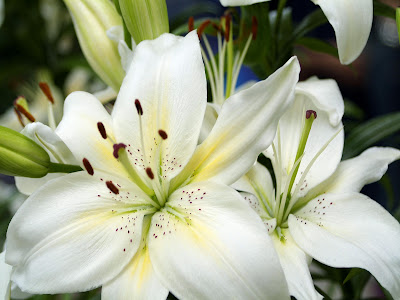 White+Lily.jpg
