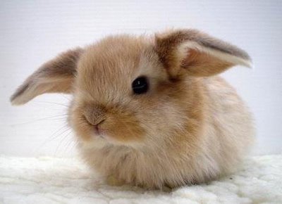 cute_bunny41.jpg