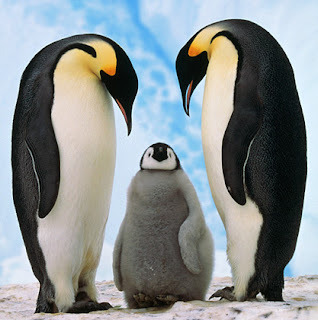 penguin-lrg.jpg
