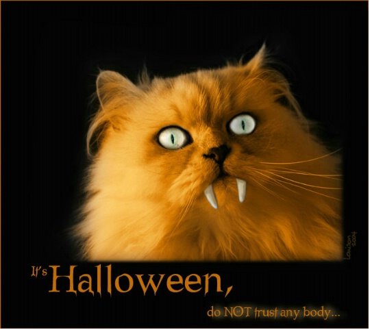 happy-halloween-cat-wish-card.jpg