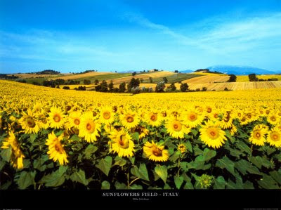 philip-enticknap-sunflowers-field-umbria.jpg