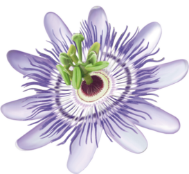 TRME002_QUIZ-IMAGE_PASSIONFLOWER_tab-273x251.png