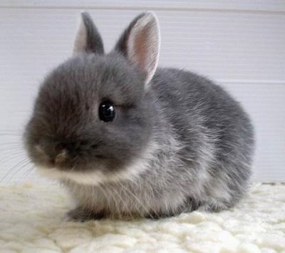 cute+bunny+012.jpg