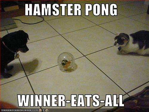 funny-pictures-cats-play-game-with-hamster.jpg