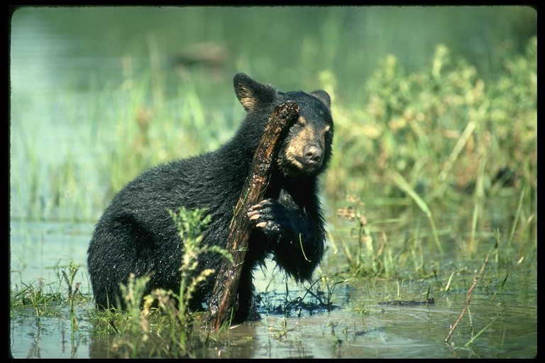 black-bear.jpg