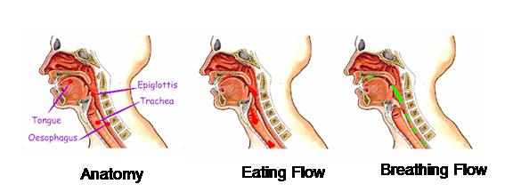 Eating+breathing+anatomy+V2.jpg
