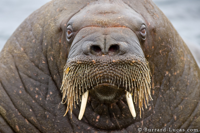 Walrus+Face.jpg