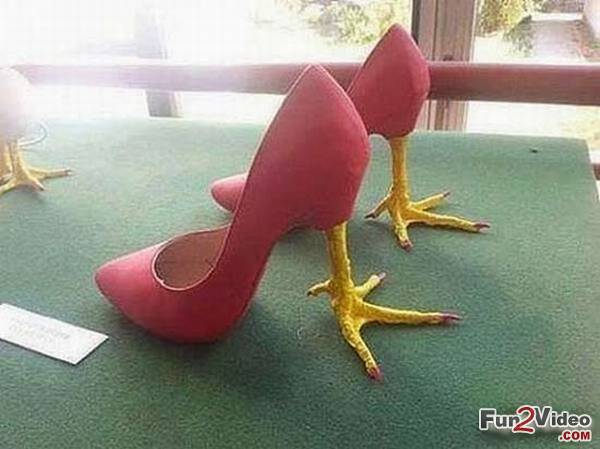chicken-feet-girls-shoes-funny.jpg