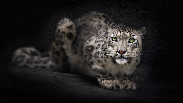 snow-leopard-hd-best-looking.jpg