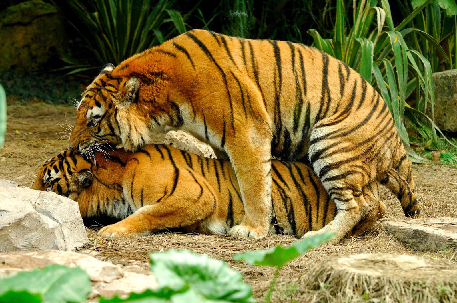 bengal-tiger-mating.jpg