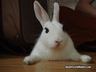 very-disapproving-bunny.jpg