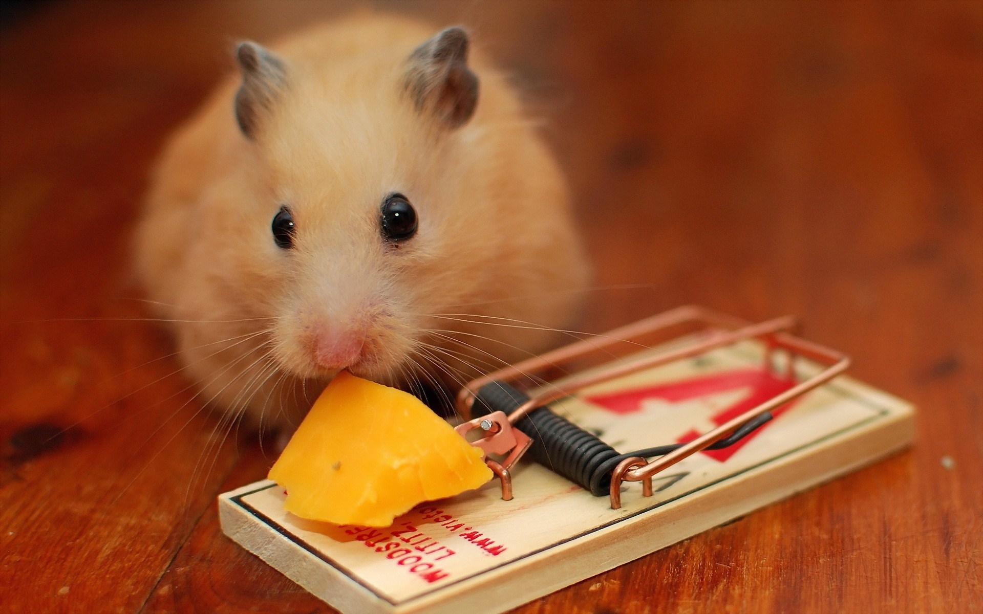 mouse-mousetrap-cheese-wide-hd-wallpaper.jpg