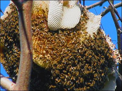 bee-hive.jpg