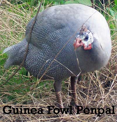 guinea-fowl-penpal.jpg