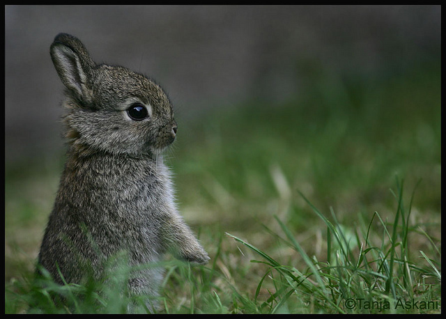 animal-baby-bunny-cute-little-Favim.com-128514.jpg