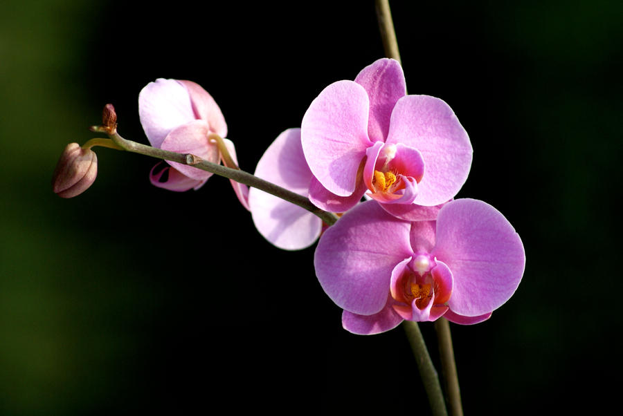 Pink_orchid_6_by_xanderking.jpg