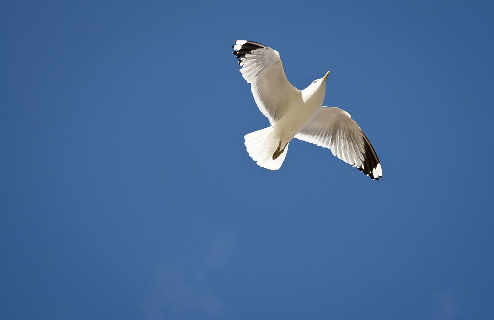 seagull___by_Tomess.jpg