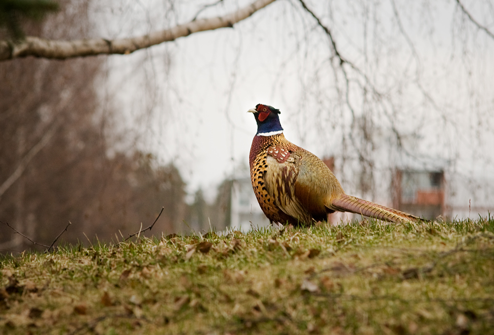 pheasant_by_Tomess.jpg