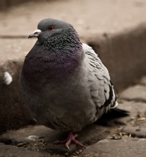 One_legged_pigeon_by_Tomess.jpg