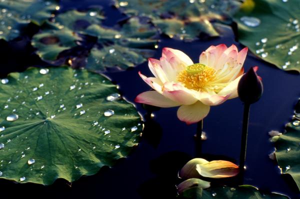lotus-in-water-lian-wang.jpg