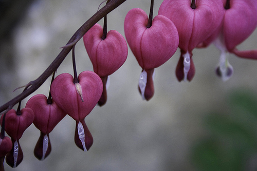 bleeding-heart-flower-12.jpg