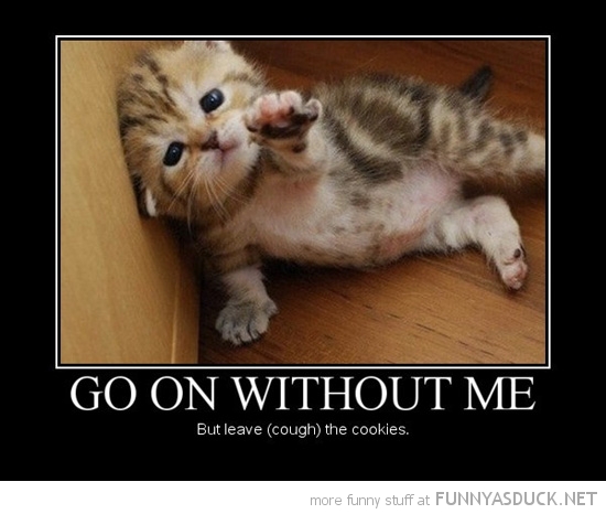 funny-cute-kitten-cat-go-on-without-me-leave-cookies-pics.jpg