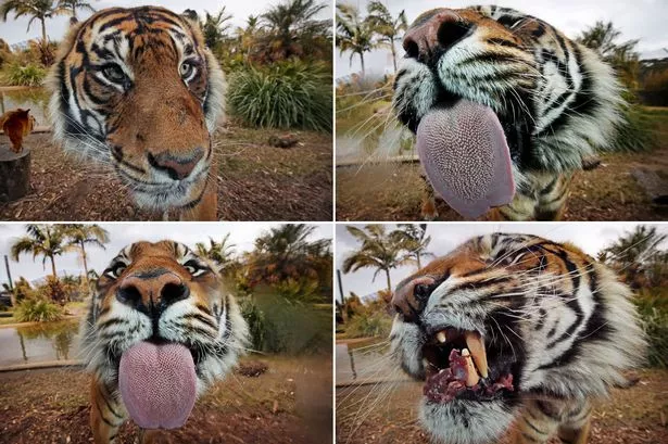 PROD-MAIN-Sumatran-tiger-licks-the-glass-at-Symbio-Wildlife-Park.jpg
