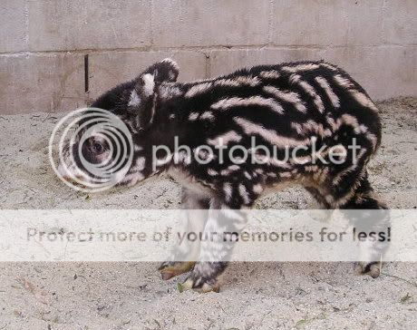 baby-mountain-tapir.jpg