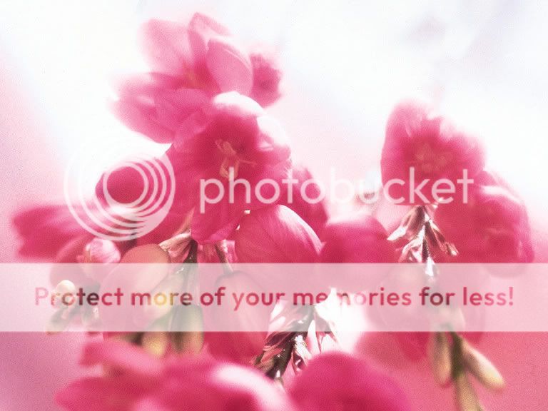 pinkflowers.jpg