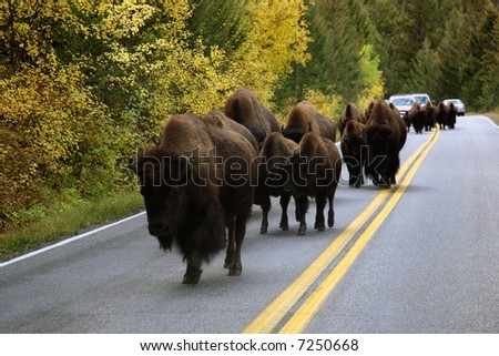 stock-photo-buffalo-in-the-road-in-yellowstone-7250668.jpg