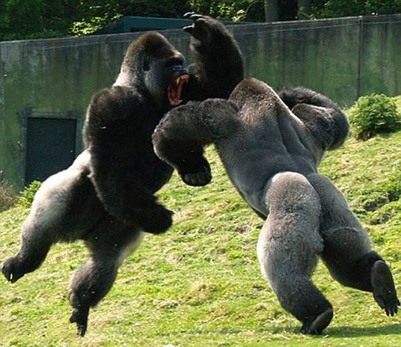 male_gorillas_fighting.jpg