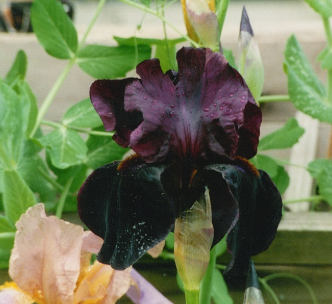 black-iris.jpg