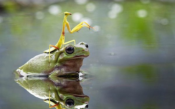 praying-mantis-rides-frog-across-pond.jpg
