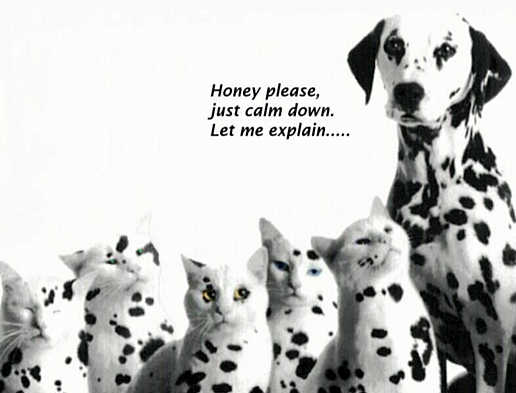 funny-cat-and-dog-picture-dalmation-and-colored-kittens-let-me-explain.jpg