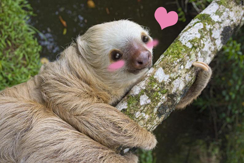 kawaii-sloth.jpg