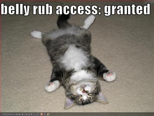 funny-pictures-cat-is-granting-you-access-to-his-belly.jpg