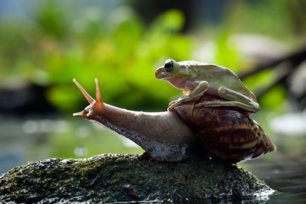 frog-on-snail.jpg