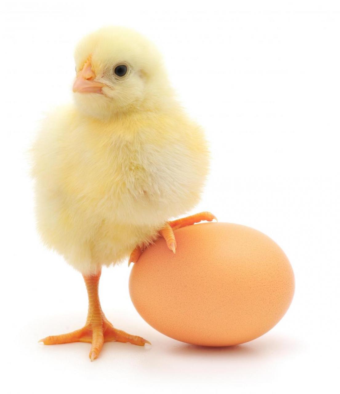 baby-chick-and-an-egg_4473966_lrg.jpg
