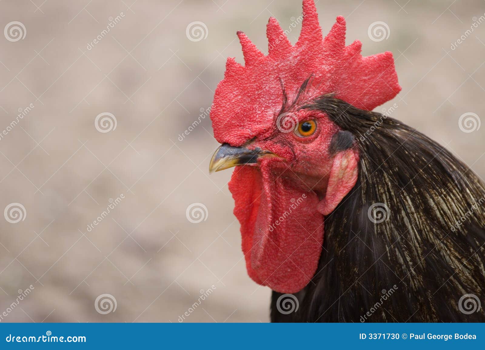 rooster-3371730.jpg
