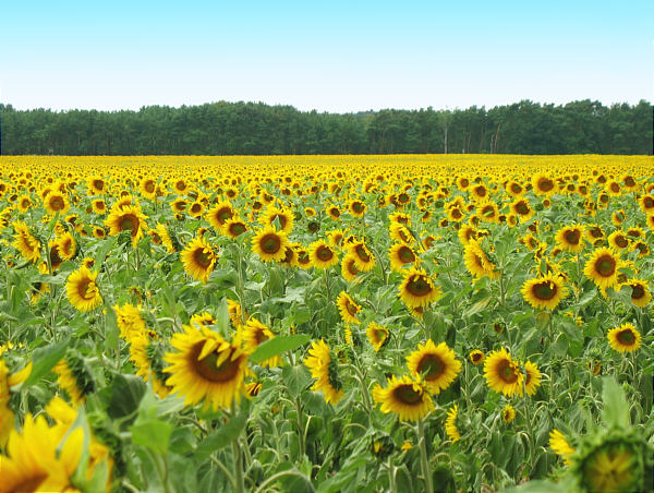 Sonnenblumenfeld.jpg