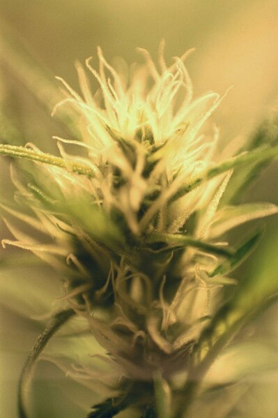 399px-Cannabis_flowering28.jpg