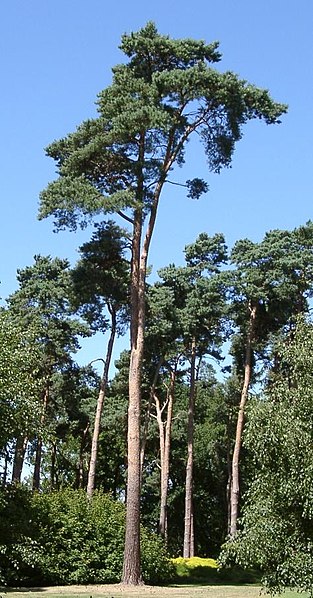 313px-PinusSylvestris.jpg