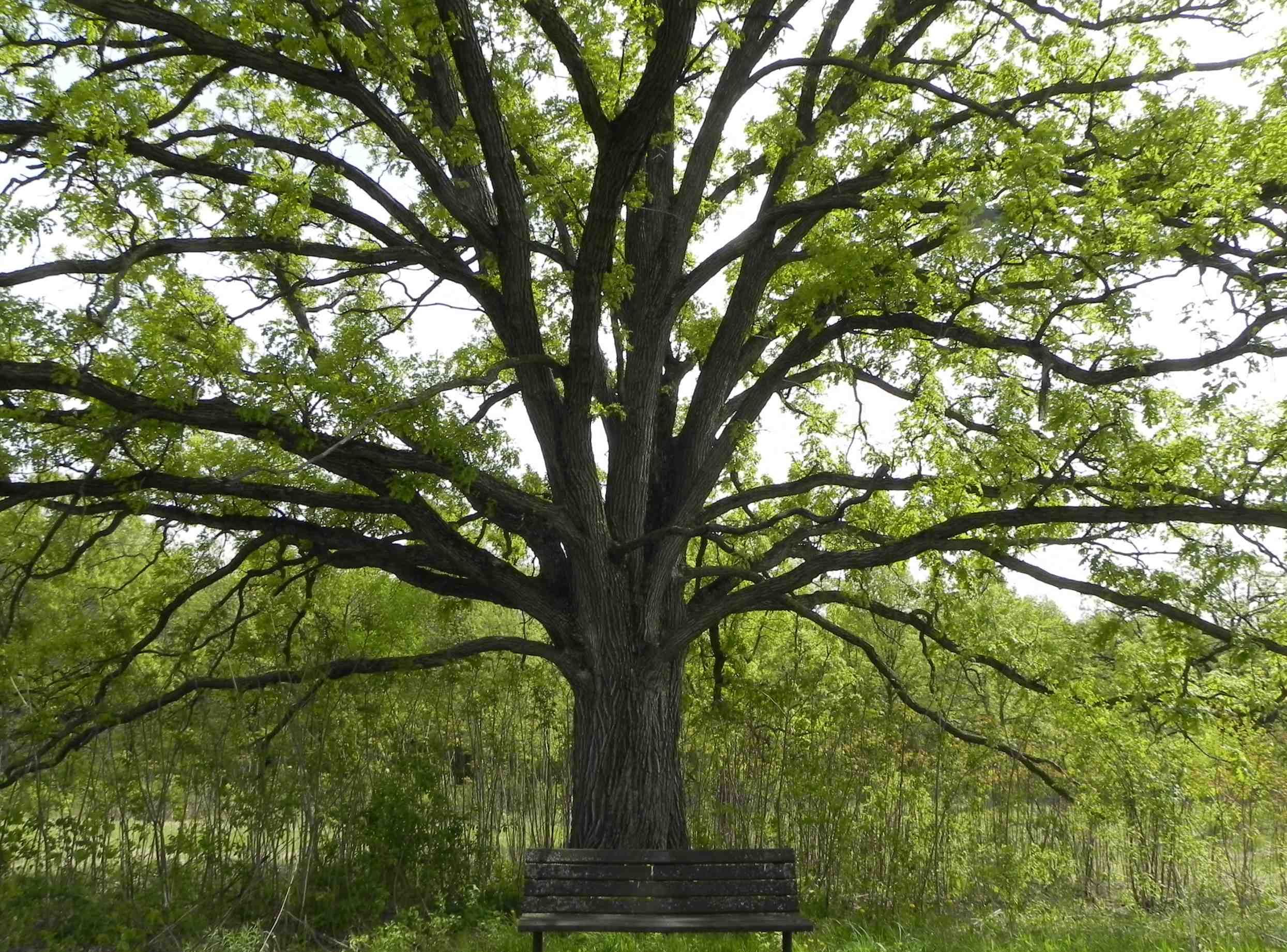 oak-tree-with-bench.jpg