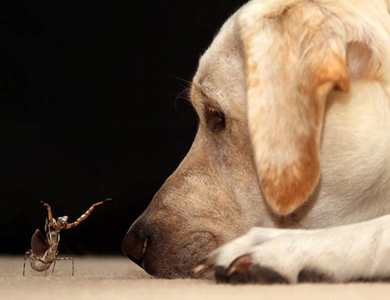 Praying-mantis-and-Labrador.jpg