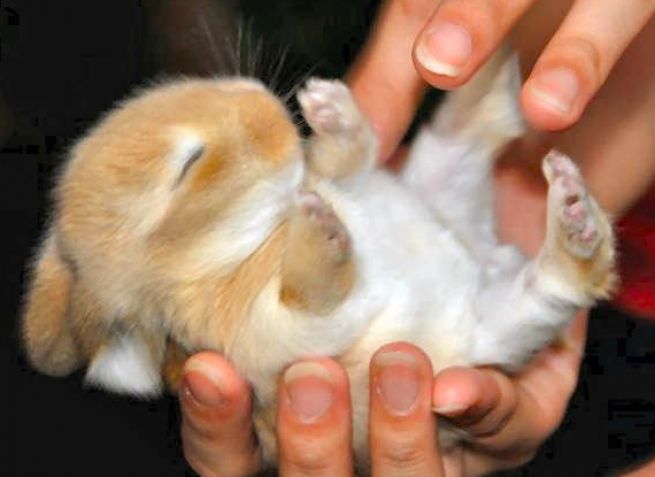 super-cute-baby-bunnies_2.jpg