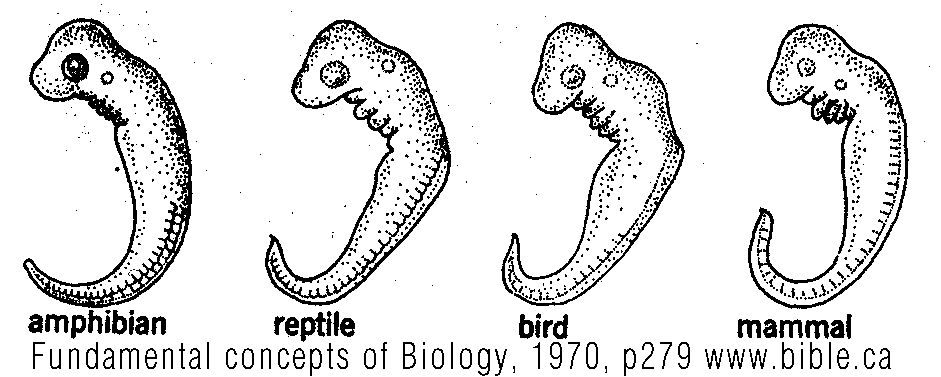 textbook-fraud-haeckel-fundamental-concepts-biology-1970.gif